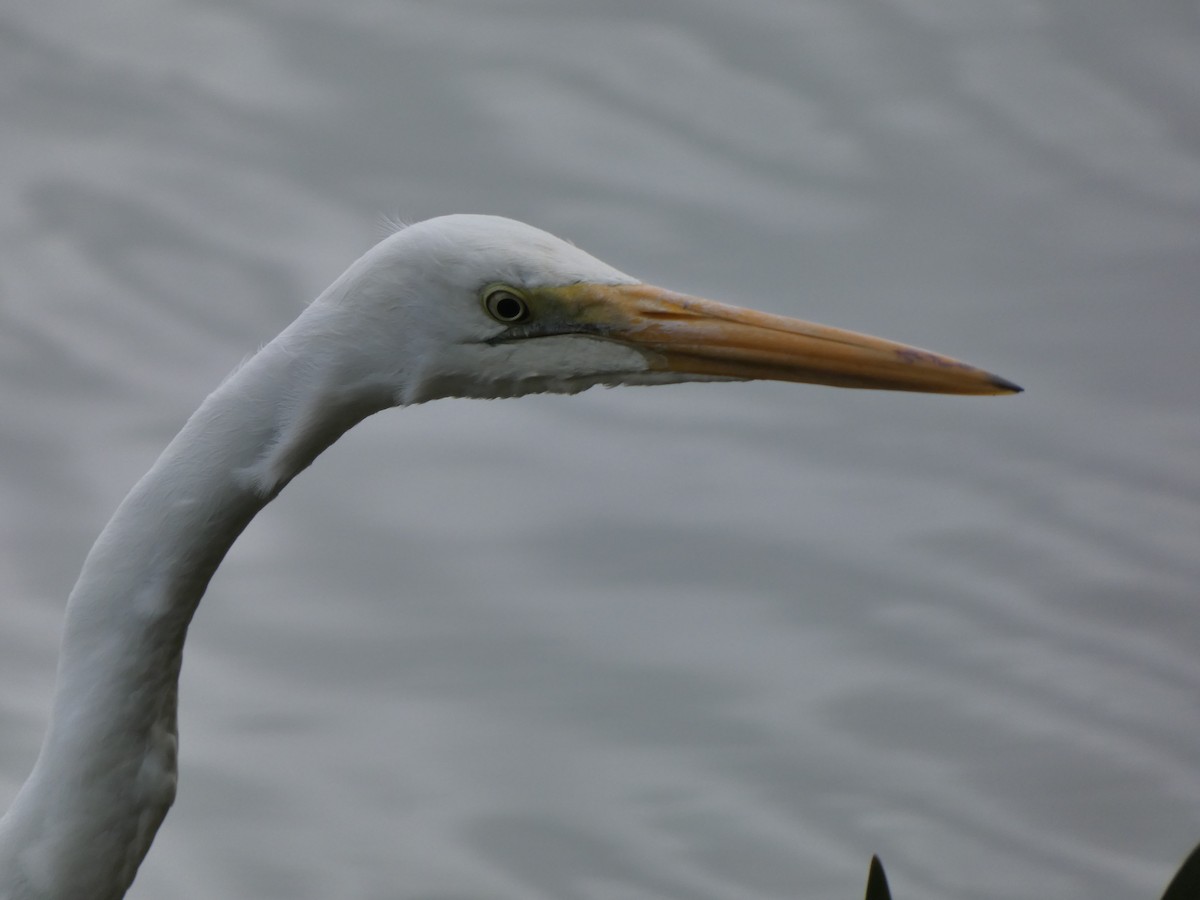 Great Egret - ML615558956