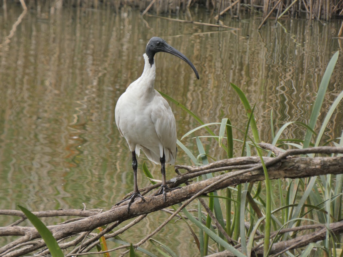 Australian Ibis - ML615558972