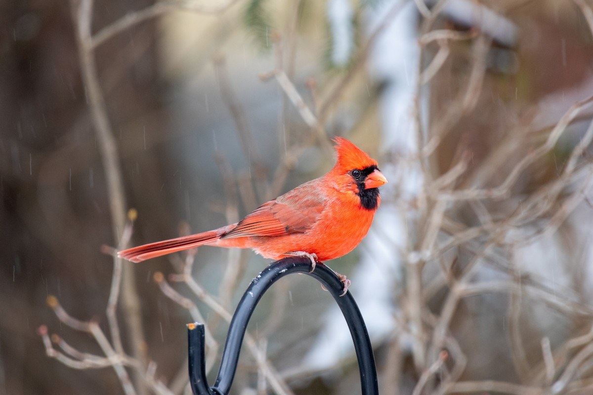 Northern Cardinal - Carson Evich