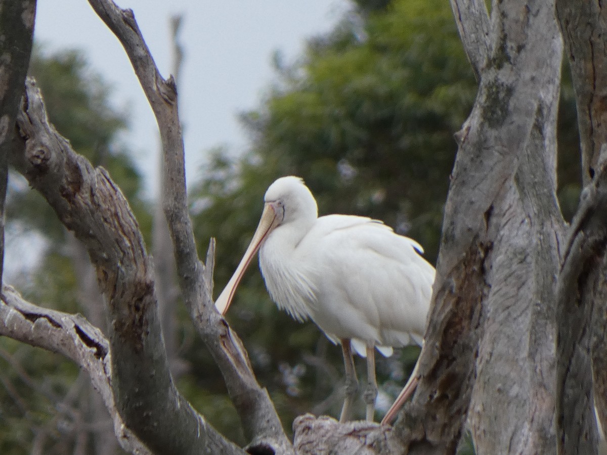 Yellow-billed Spoonbill - ML615558984