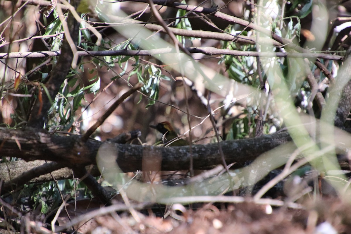 Chestnut-capped Brushfinch (Chestnut-capped) - Grant Witynski