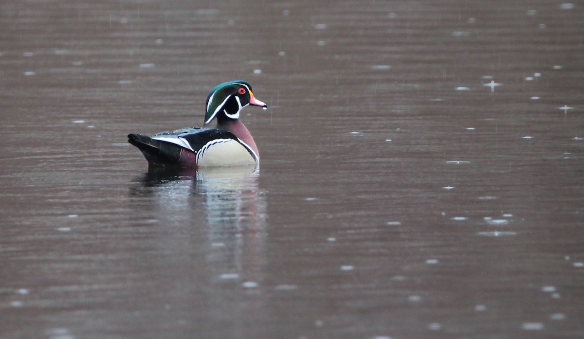Wood Duck - ML615559090