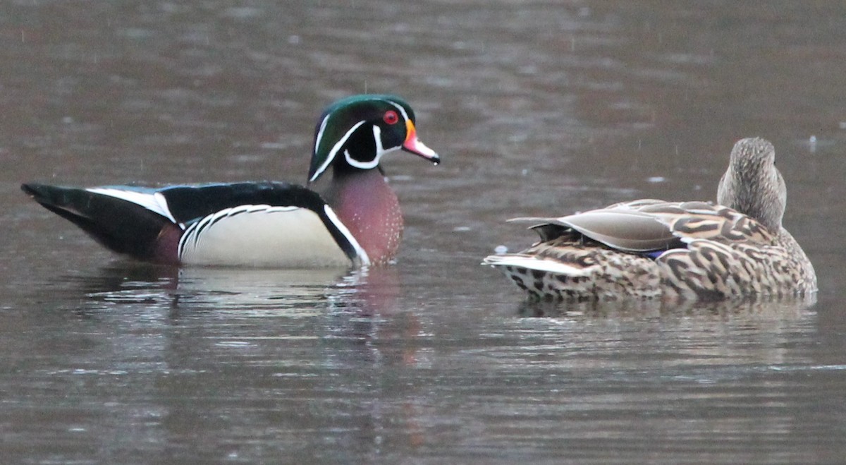 Wood Duck - ML615559091