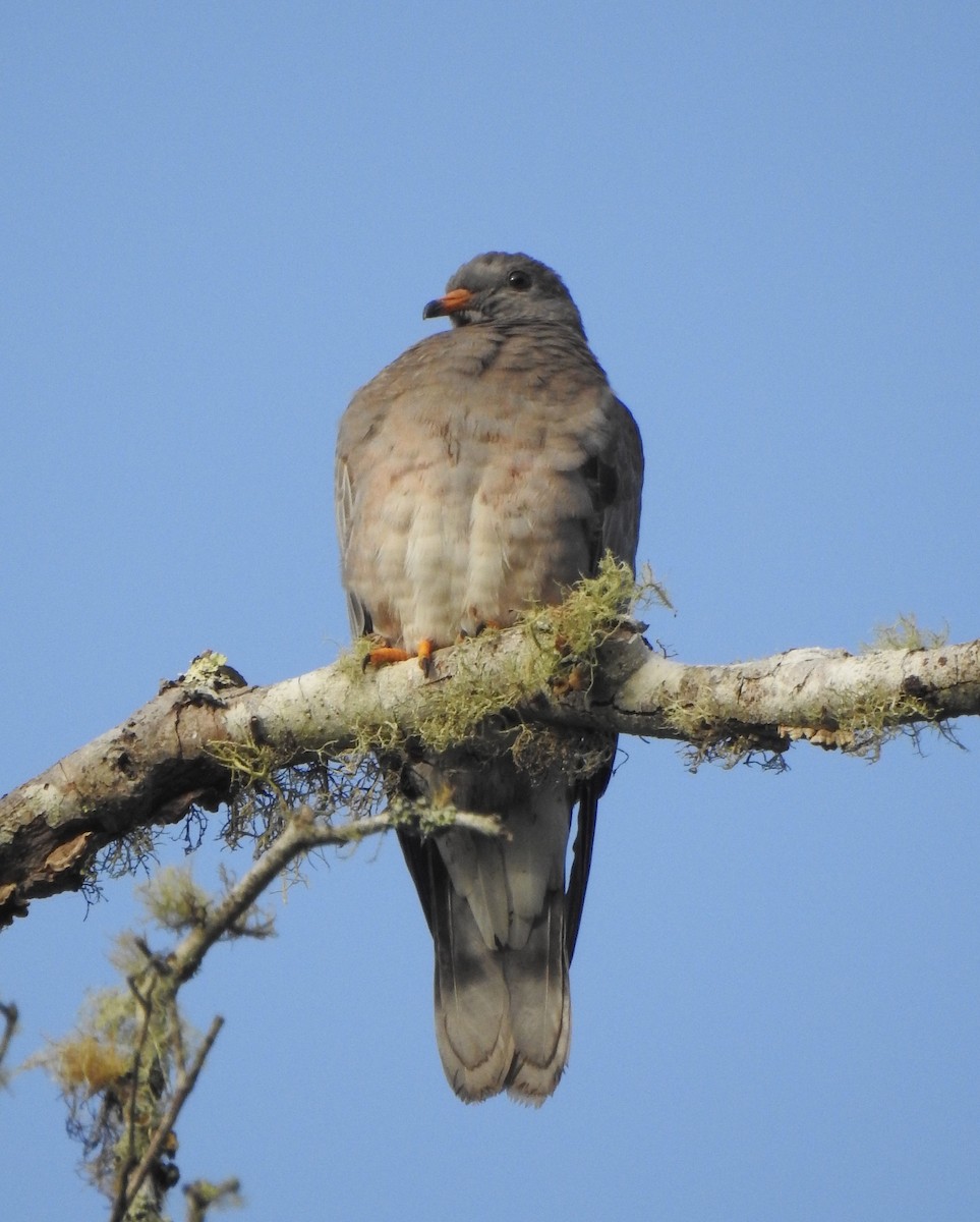 Band-tailed Pigeon - ML615559120