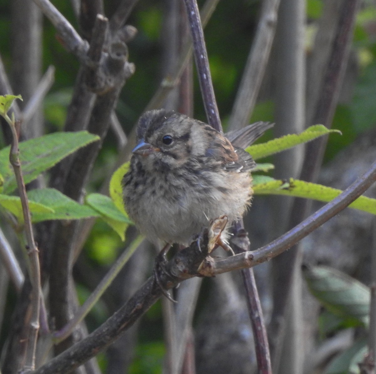 Song Sparrow - ML615559131