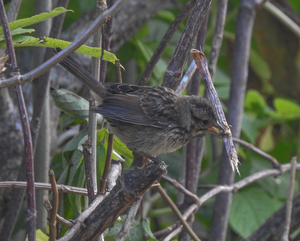 Song Sparrow - ML615559132