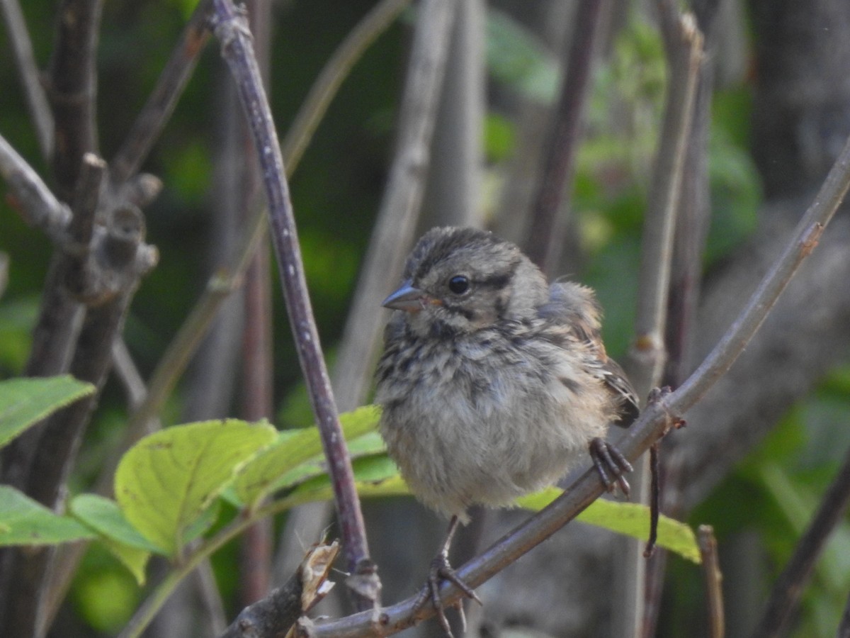 Song Sparrow - ML615559133