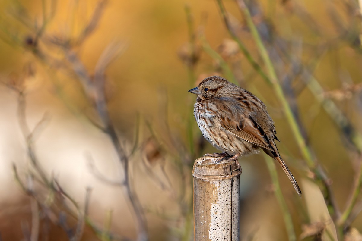 Song Sparrow - ML615559141