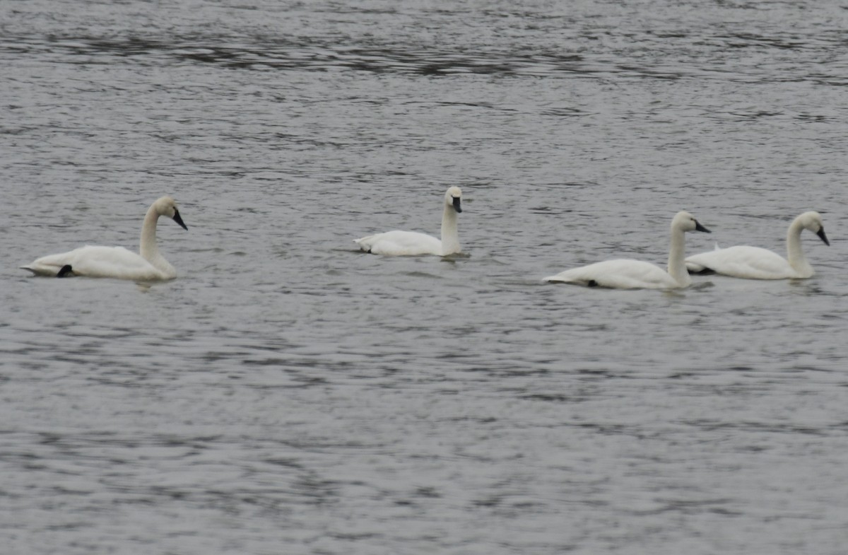 Tundra Swan - ML615559144