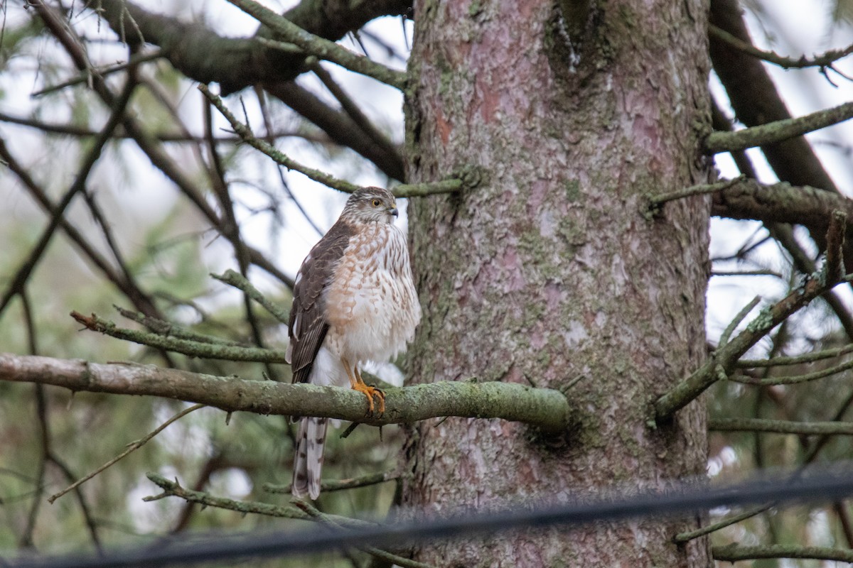 Sharp-shinned Hawk - Carson Evich