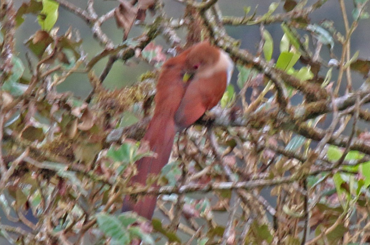 Squirrel Cuckoo - ML615559177