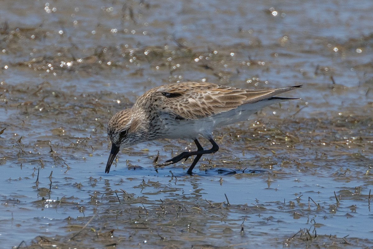 White-rumped Sandpiper - ML615559329