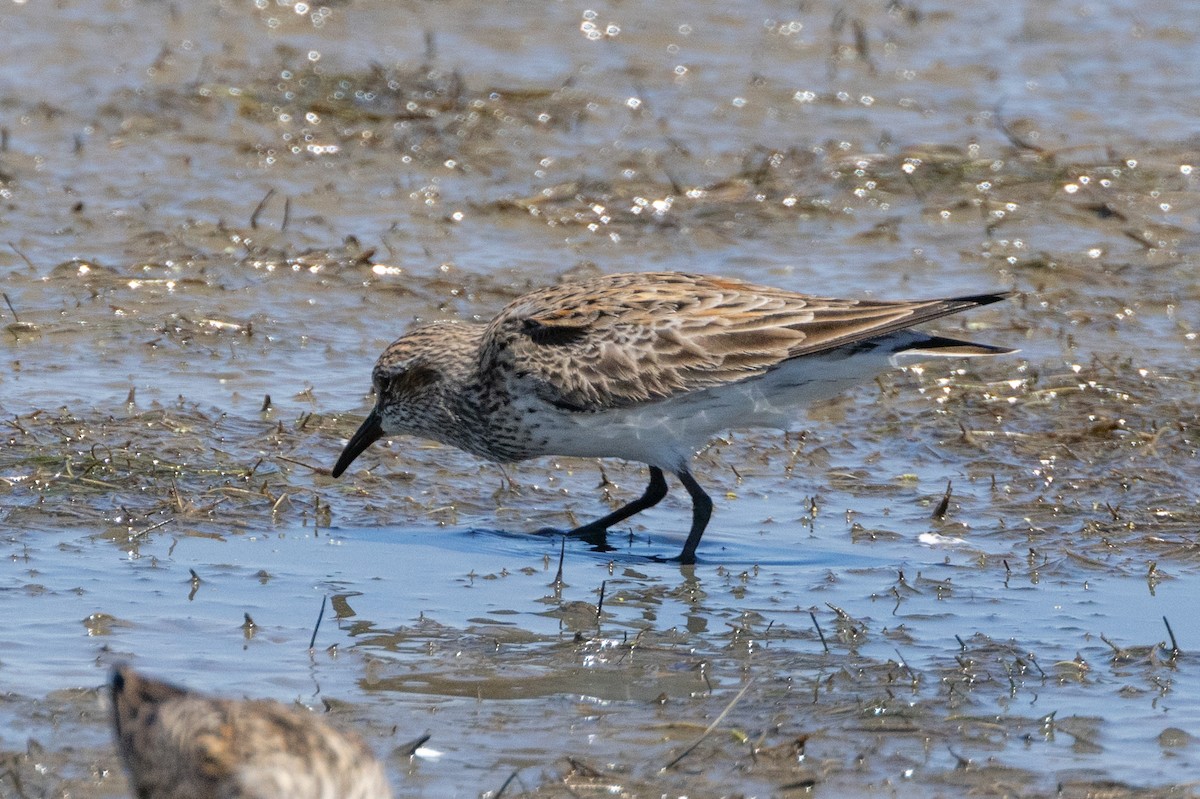 White-rumped Sandpiper - ML615559331