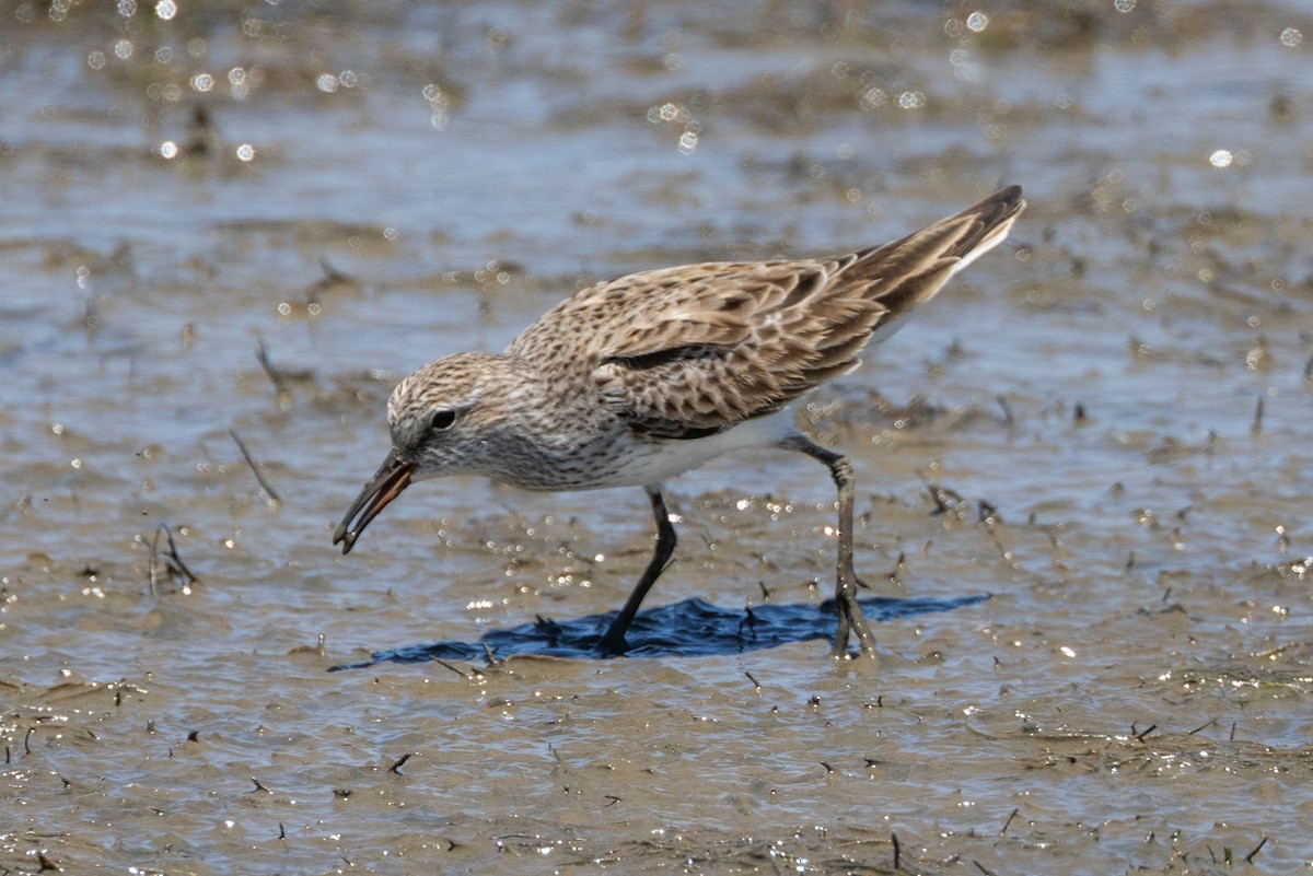 White-rumped Sandpiper - ML615559333