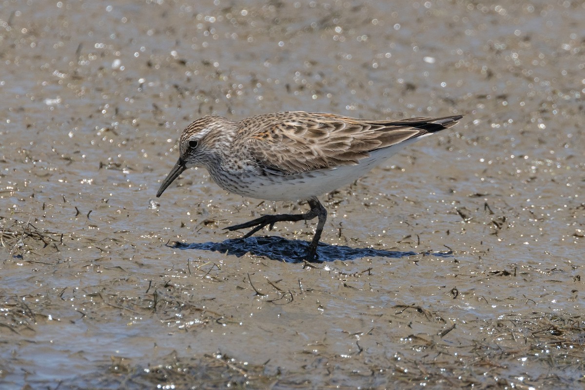 White-rumped Sandpiper - ML615559337