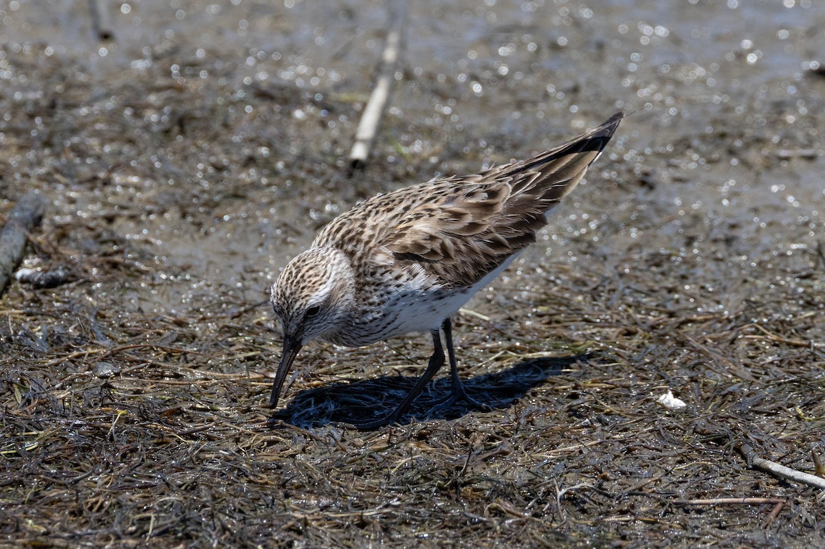 White-rumped Sandpiper - ML615559340