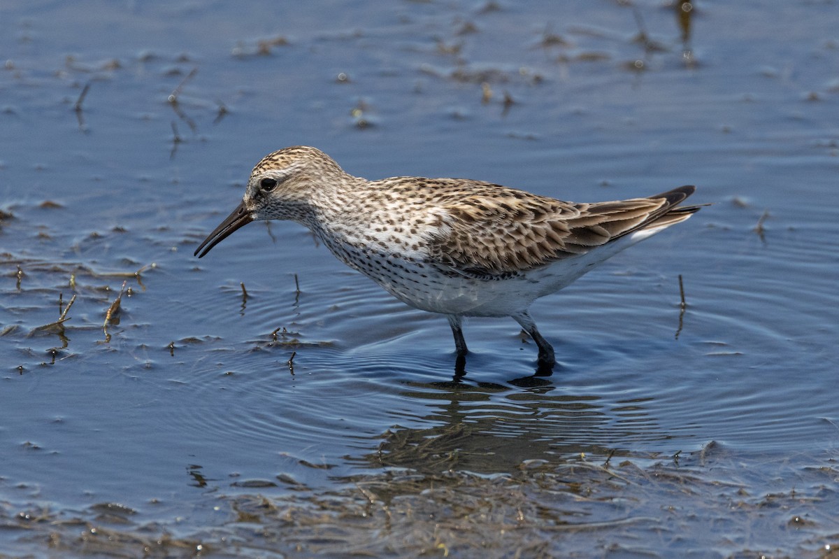 White-rumped Sandpiper - ML615559341