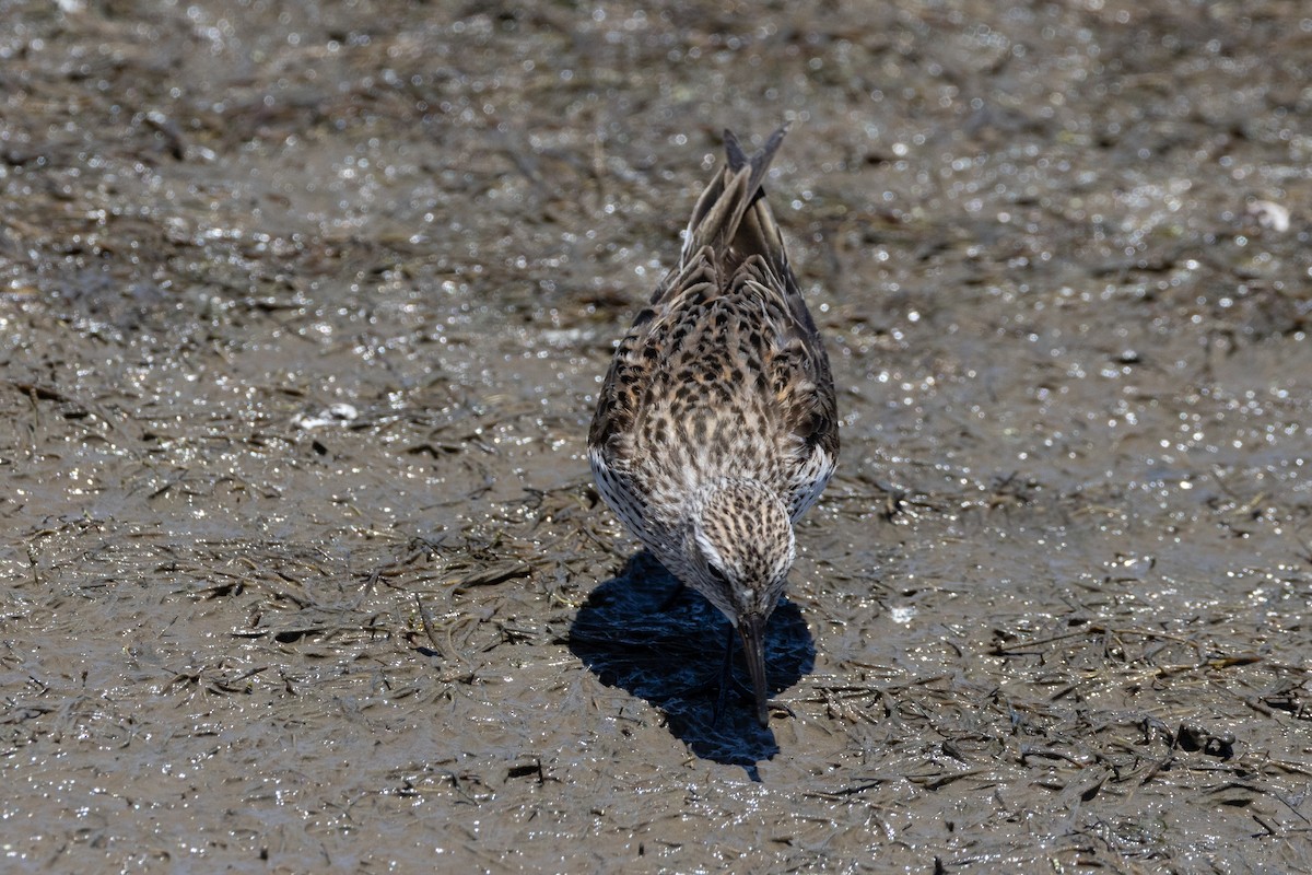 White-rumped Sandpiper - ML615559342