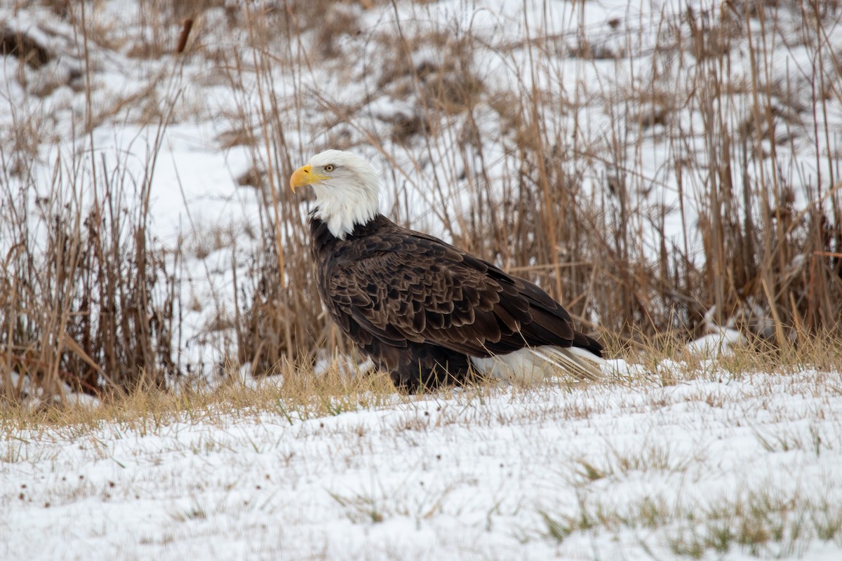 Weißkopf-Seeadler - ML615559387