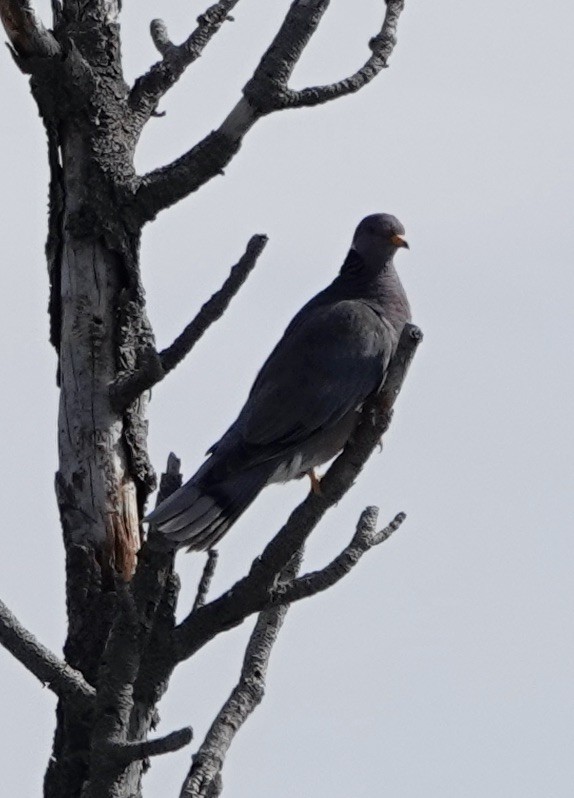 Band-tailed Pigeon - ML615559392
