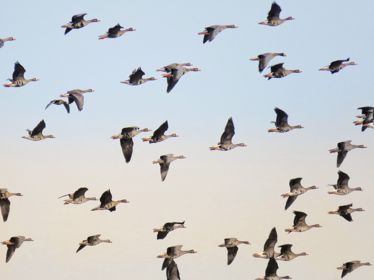 Greater White-fronted Goose - Maureen Burkle