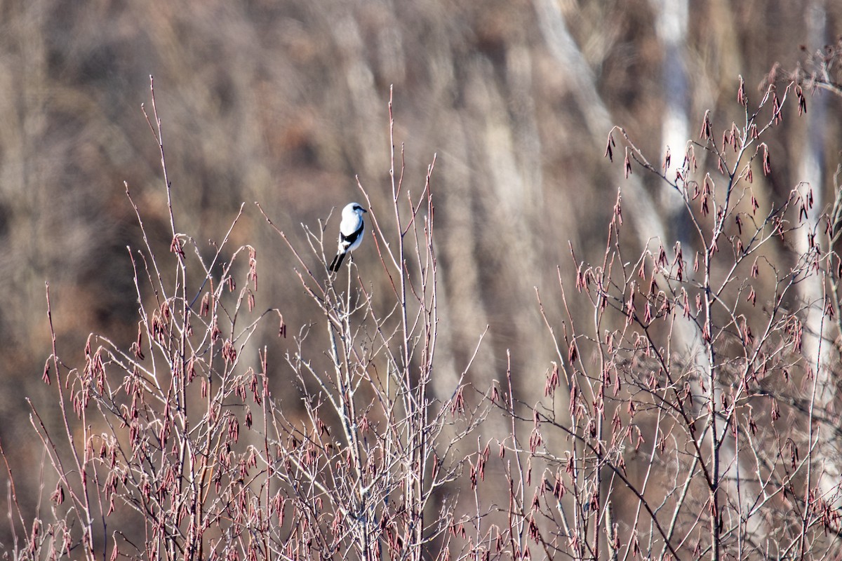 Northern Shrike - ML615559466