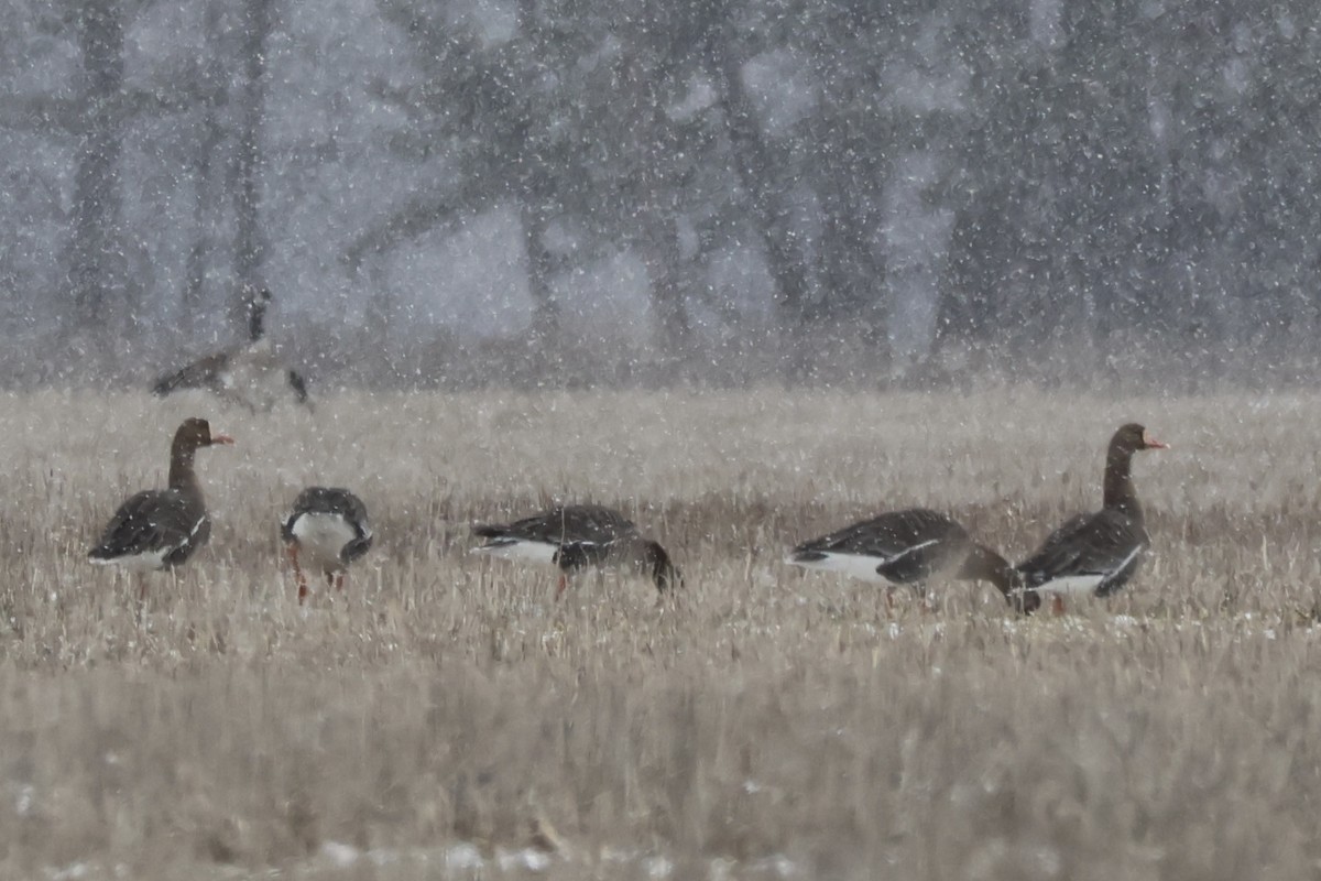 Greater White-fronted Goose - ML615559479