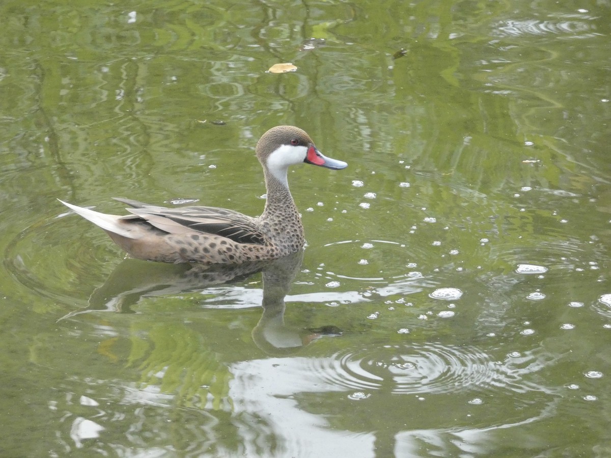 White-cheeked Pintail - ML615559500