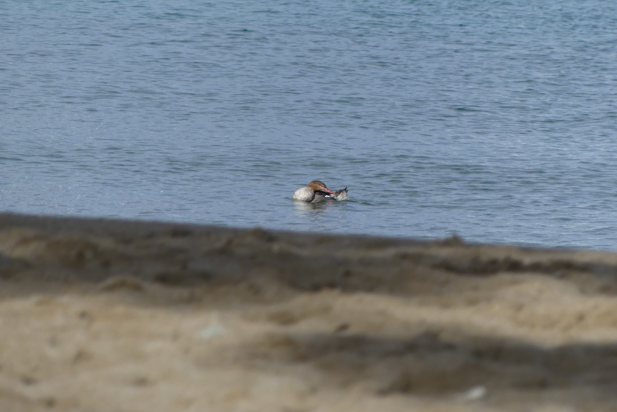 Red-breasted Merganser - Laura Vandezande