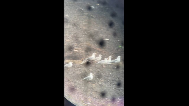 American Herring x Lesser Black-backed Gull (hybrid) - ML615559641