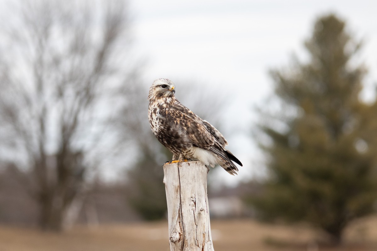 Rough-legged Hawk - ML615559672