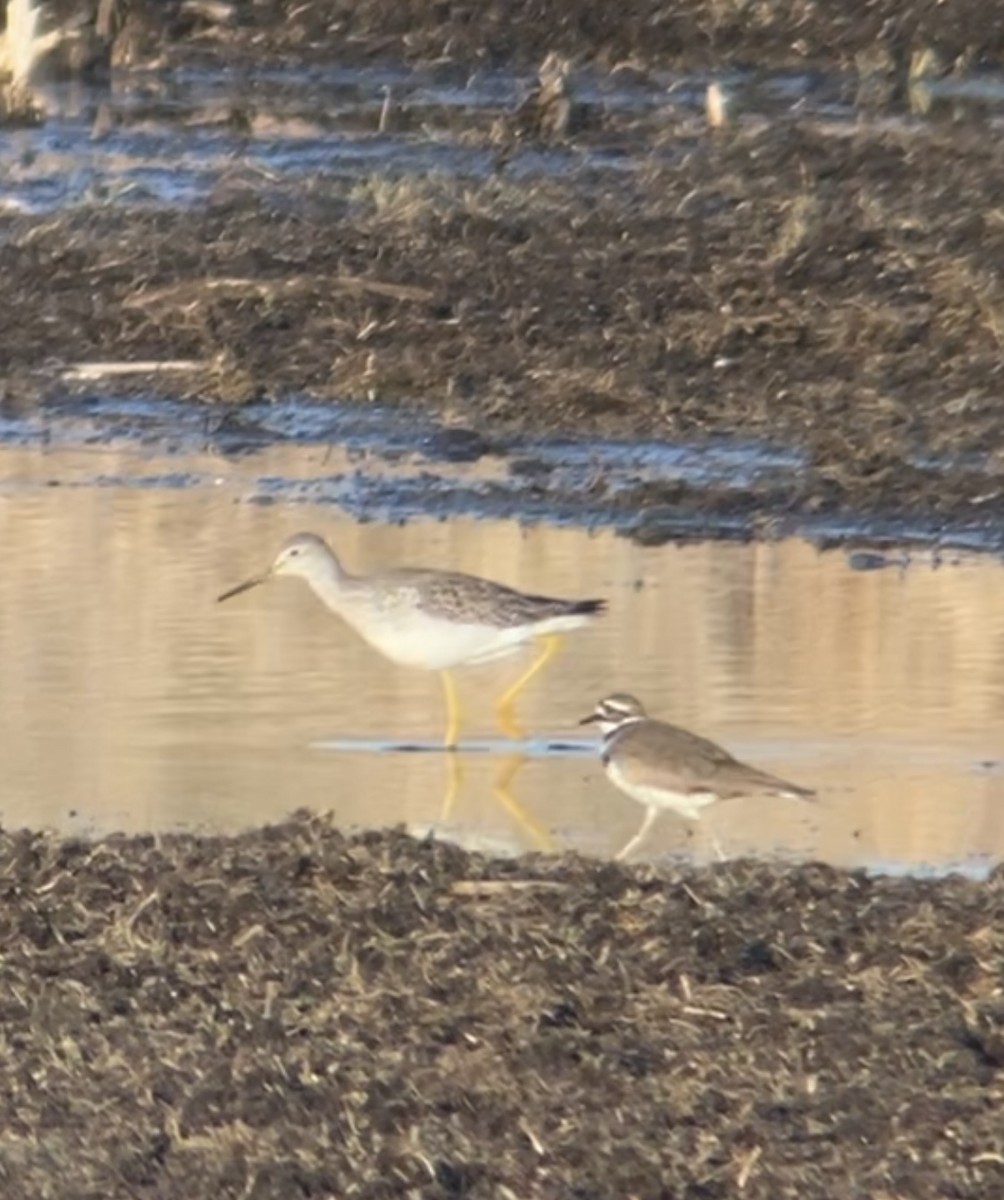 Greater Yellowlegs - ML615559711