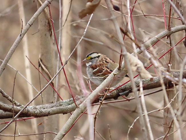 White-throated Sparrow - ML615559713