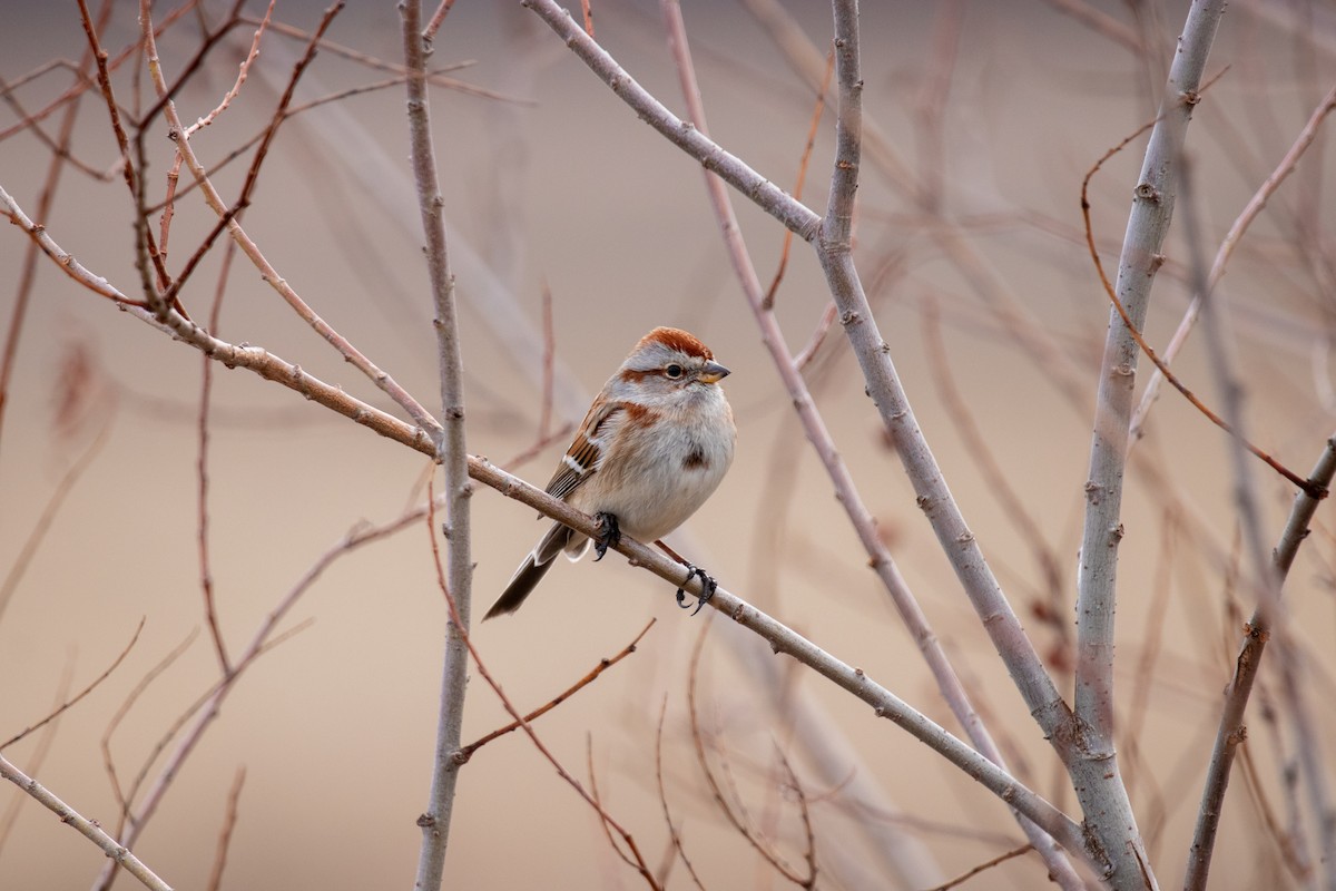 American Tree Sparrow - ML615559730