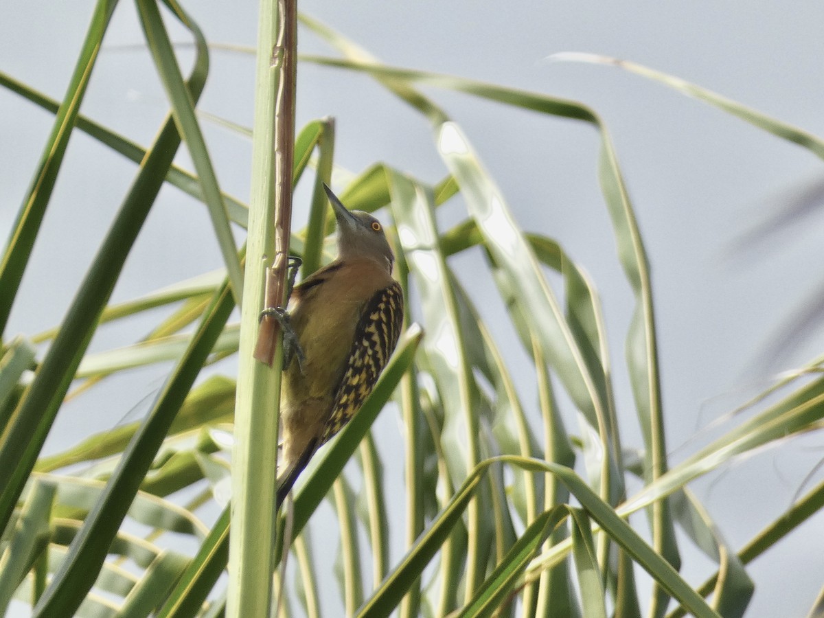 Hispaniolan Woodpecker - ML615559733