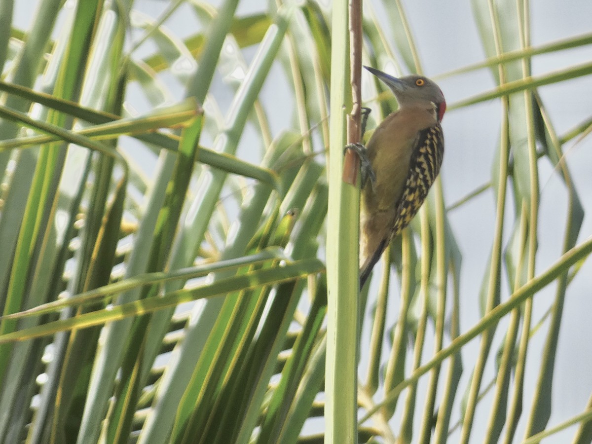 Hispaniolan Woodpecker - ML615559734