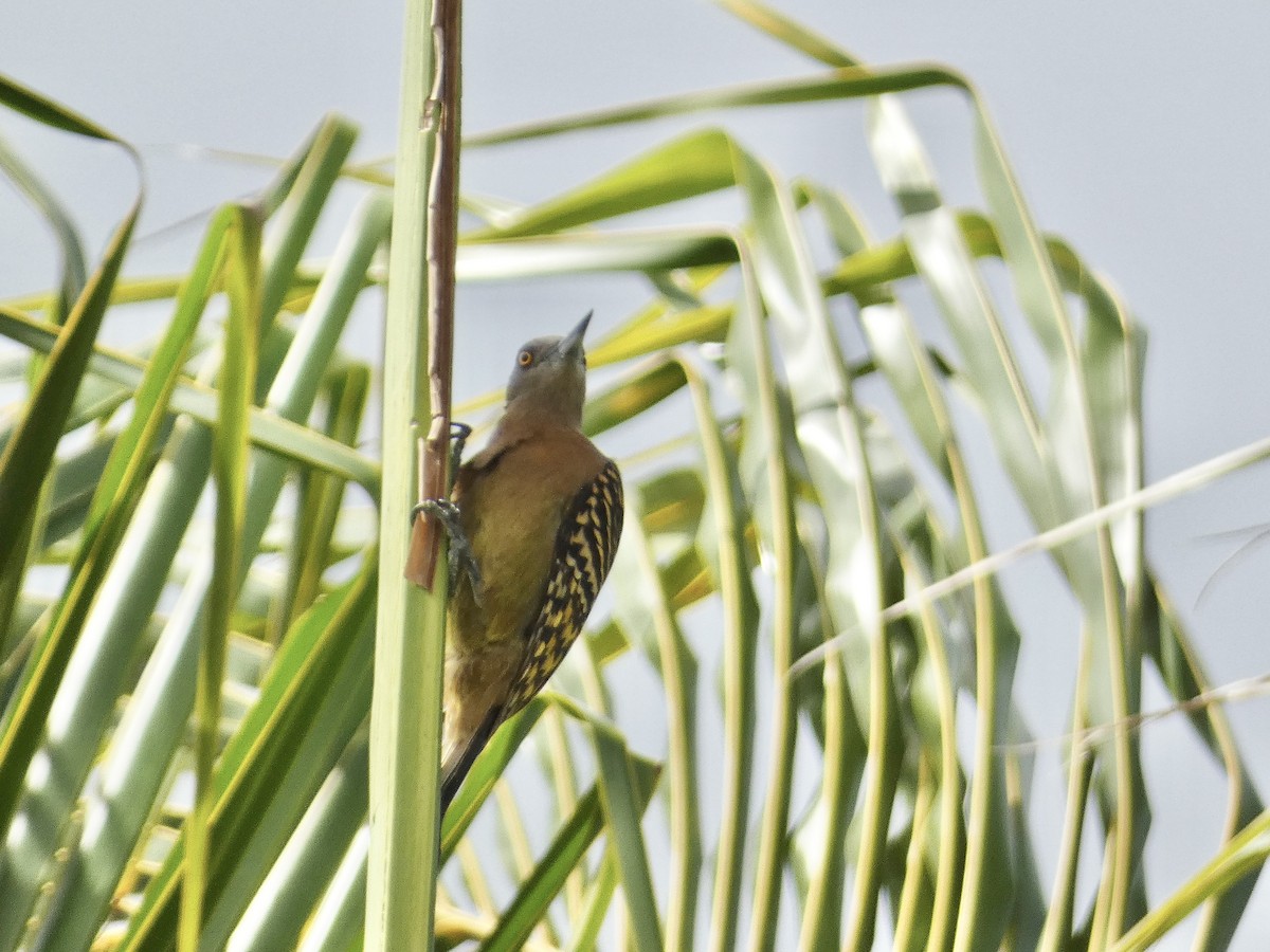 Hispaniolan Woodpecker - ML615559736