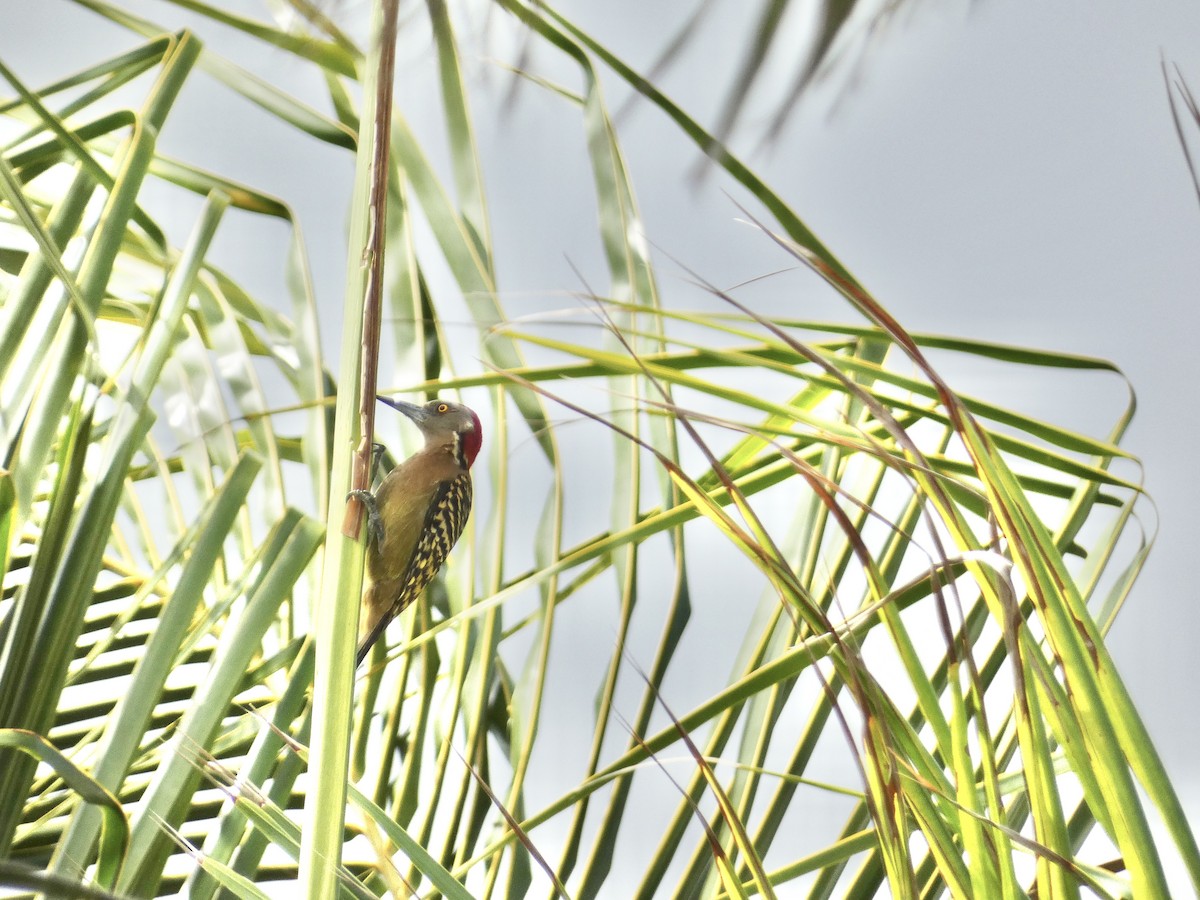 Hispaniolan Woodpecker - ML615559737