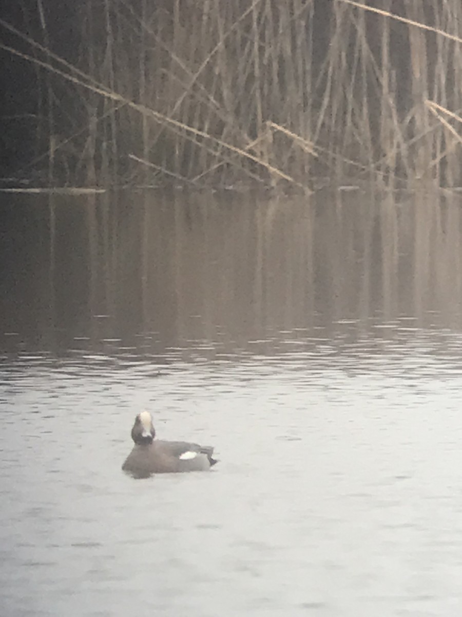 Eurasian Wigeon - ML615559766