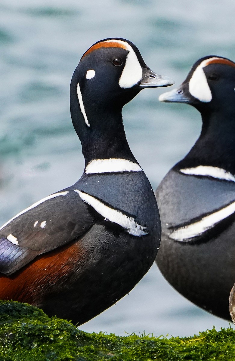 Harlequin Duck - Darrin Menzo