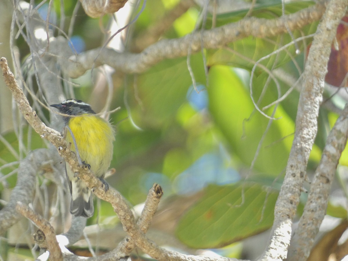 Bananaquit - ML615559812