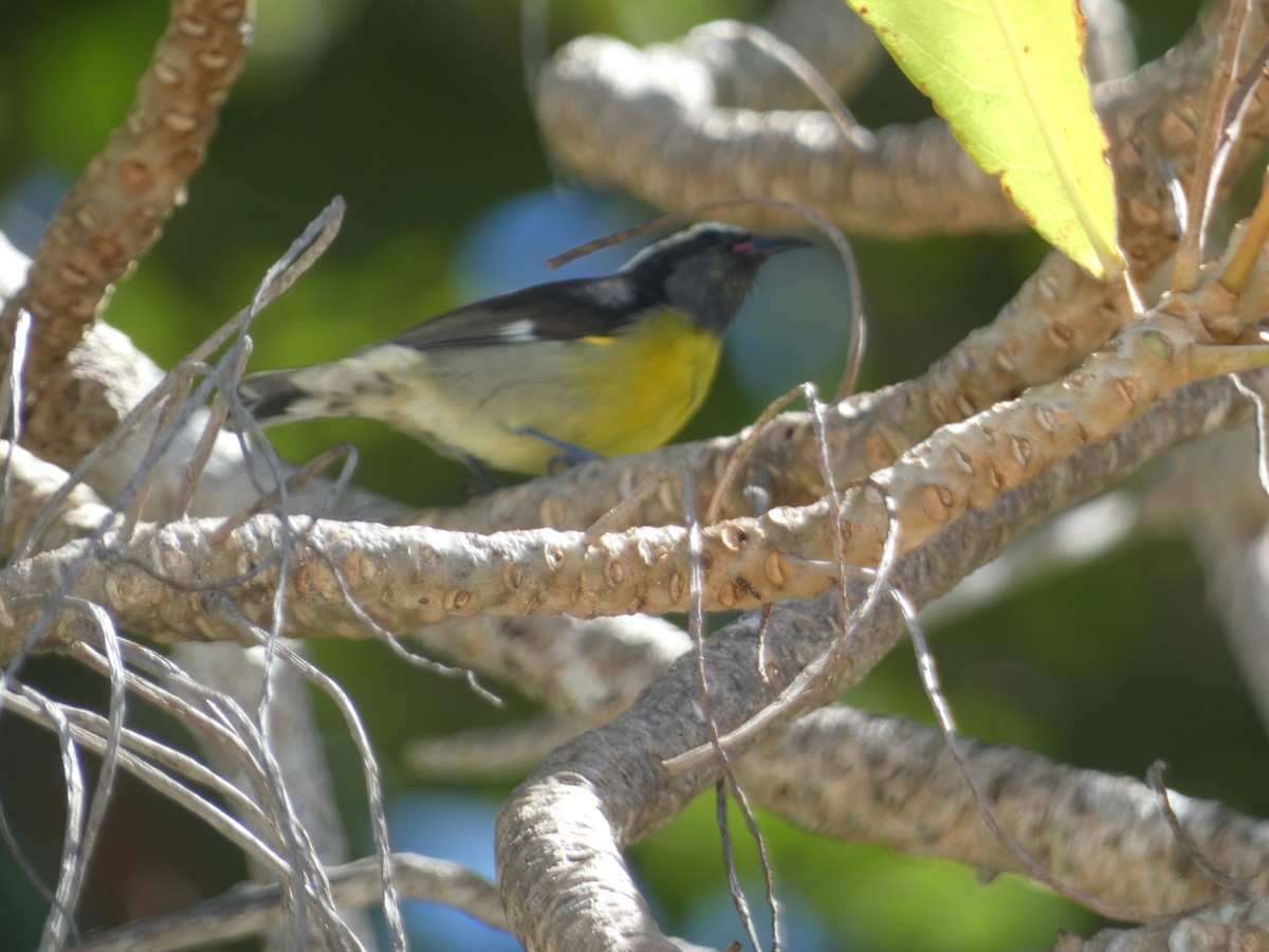 Bananaquit - ML615559815