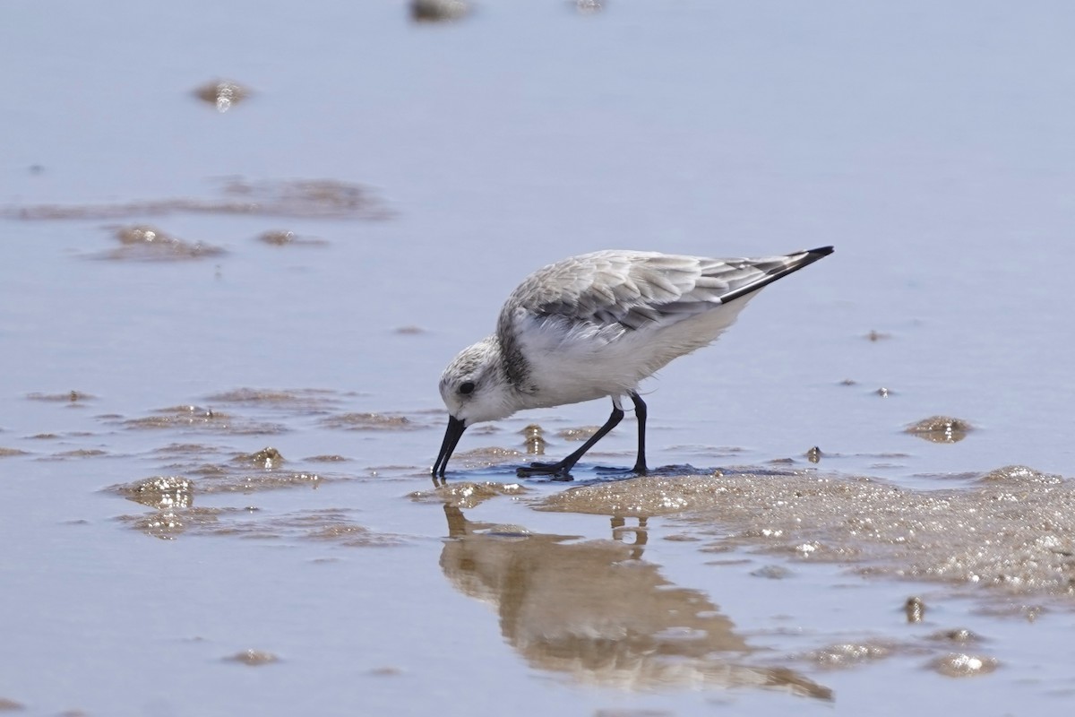 Sanderling - ML615559826