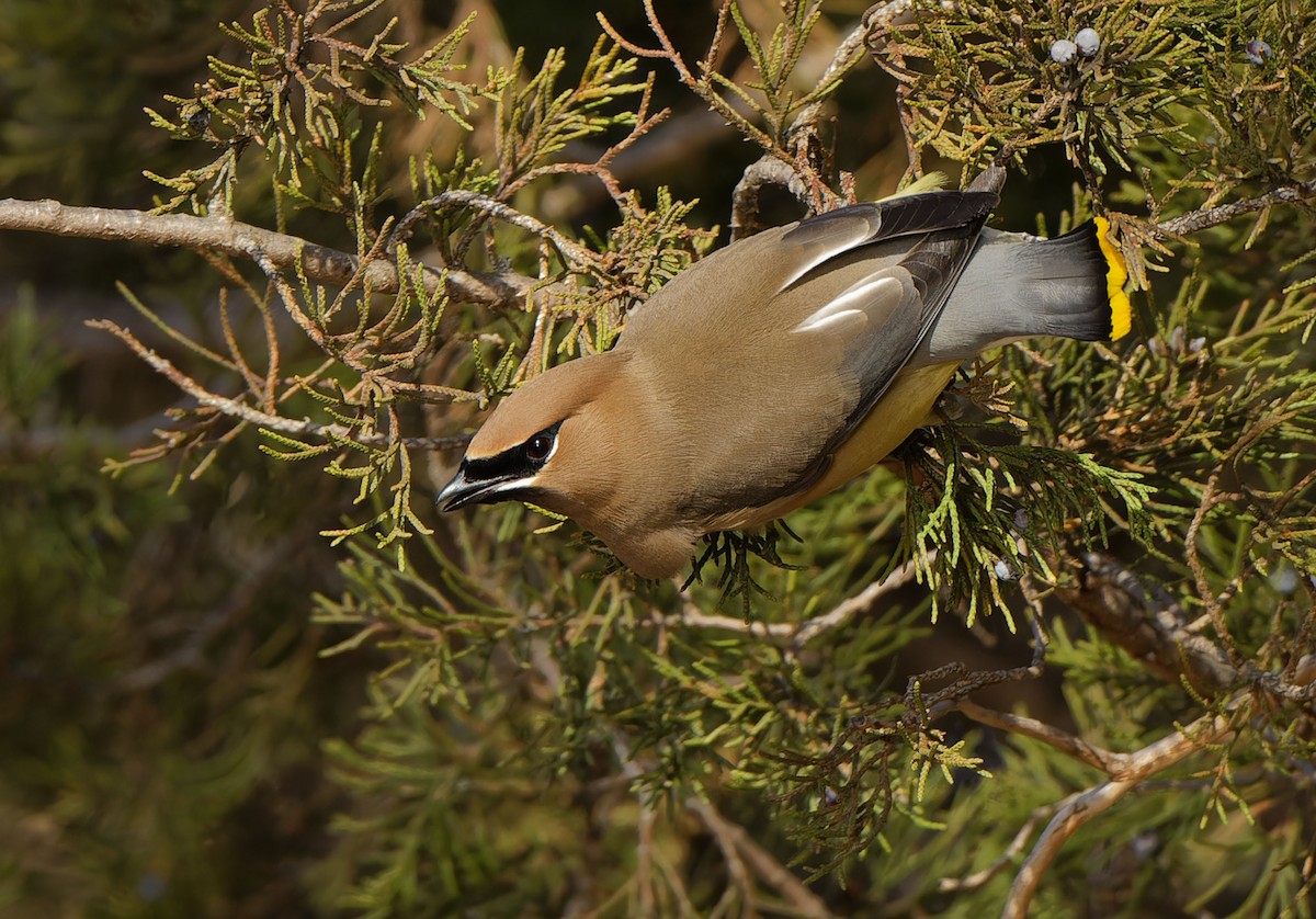 Cedar Waxwing - ML615559830