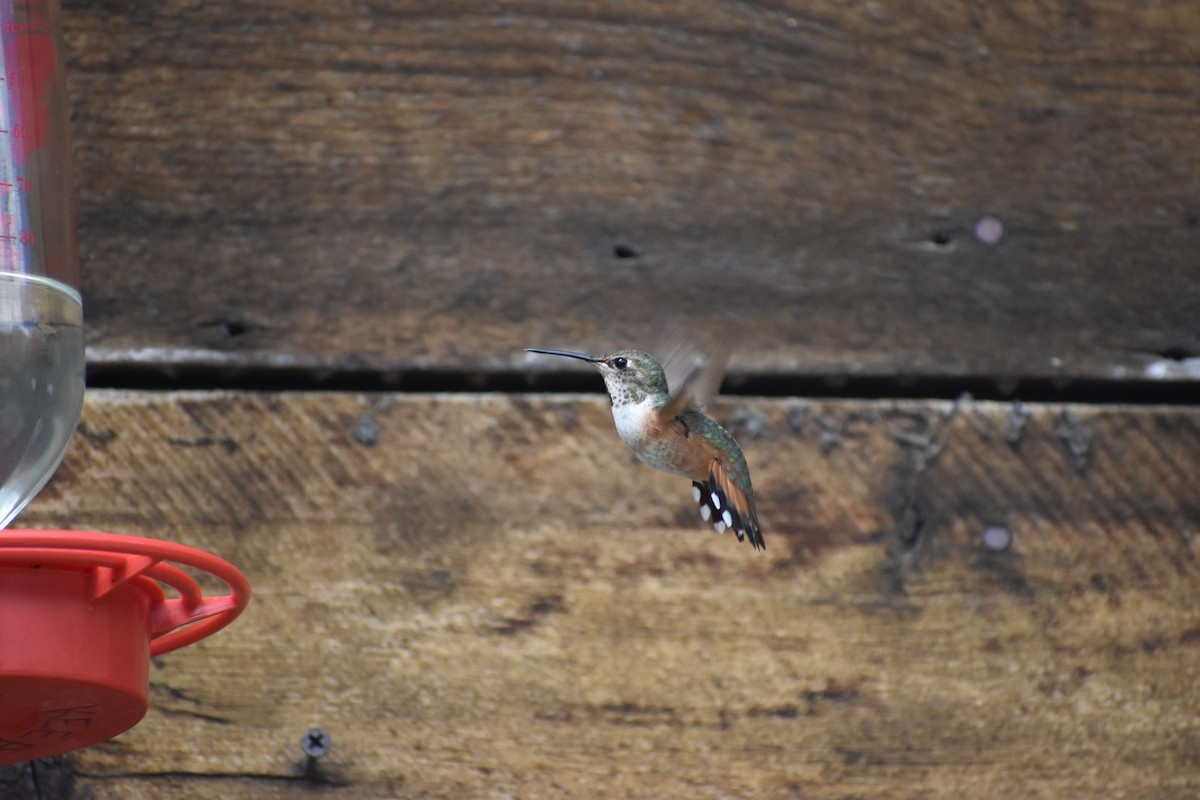 Colibrí Rufo - ML615559855