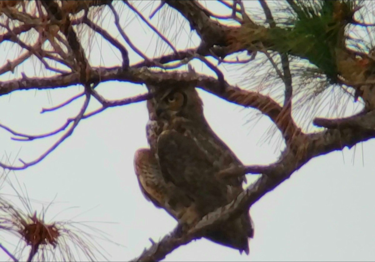 Great Horned Owl - Dennis Peacock