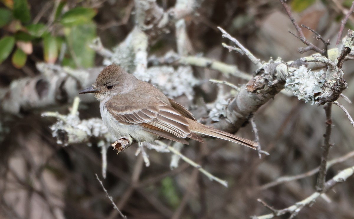 Ash-throated Flycatcher - Derek LaFlamme