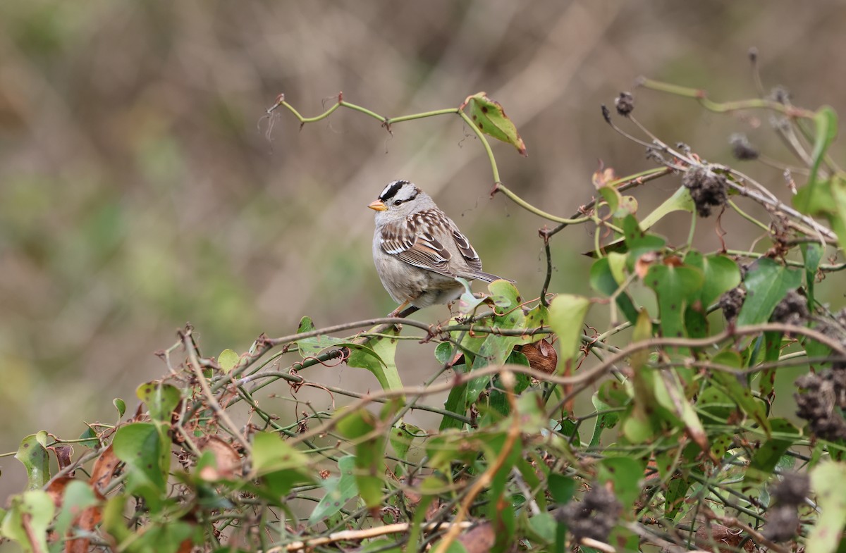 White-crowned Sparrow - ML615559916