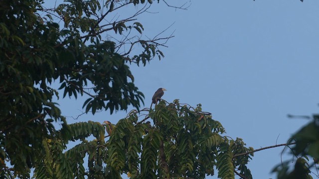 Brown Hornbill - ML615559950