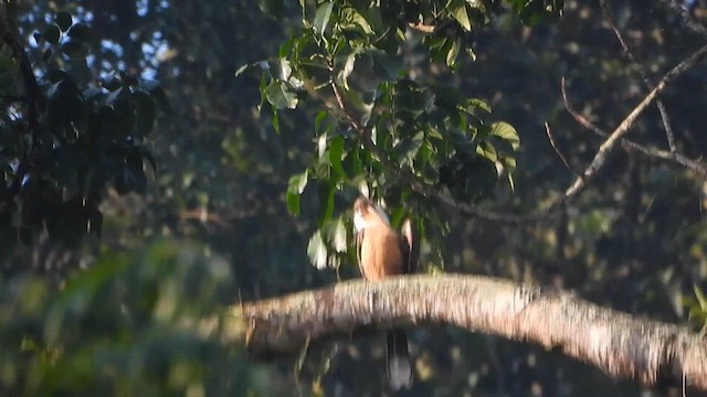 Brown Hornbill - ML615559960